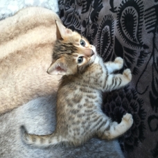 Image pour l'annonce chaton Bengal femelle LOOF