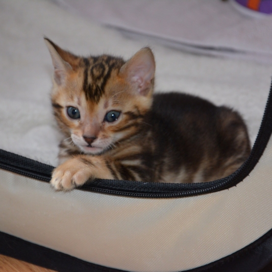 Image pour l'annonce Chaton Bengal mâle LOOF