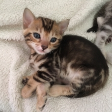 Image pour l'annonce Chaton Bengal mâle LOOF