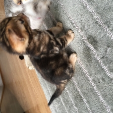 Image pour l'annonce Chaton Bengal mâle LOOF