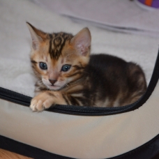 Image pour l'annonce Chaton Bengal mâle LOOF