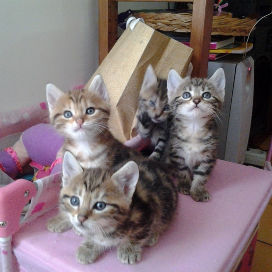 Image pour l'annonce Donne adorables chatons