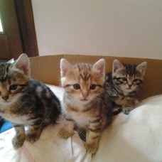 Image pour l'annonce Donne adorables chatons
