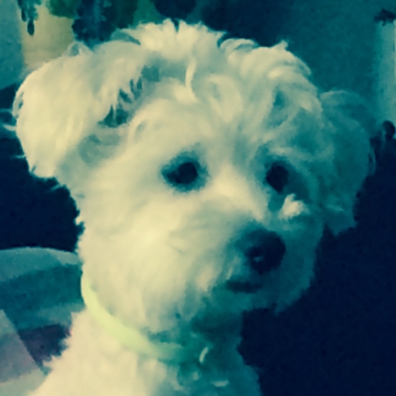 Image pour l'annonce Bichon Frisé Femelle