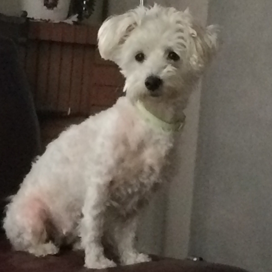 Image pour l'annonce Bichon Frisé Femelle