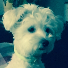 Image pour l'annonce Bichon Frisé Femelle