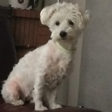Image pour l'annonce Bichon Frisé Femelle