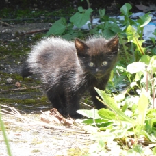 Image pour l'annonce Donne chatons