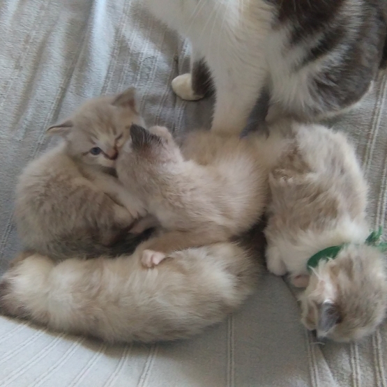 Image pour l'annonce DONNE 3 CHATONS (gratuit)