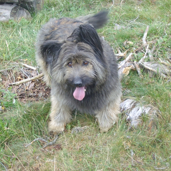 Image pour l'annonce cherche chiot berger catalan poil long