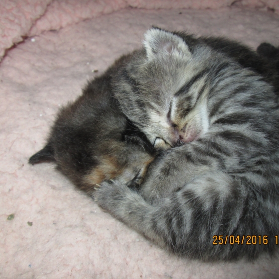 Image pour l'annonce donne chatons