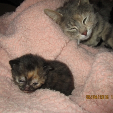 Image pour l'annonce donne chatons