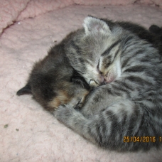 Image pour l'annonce donne chatons