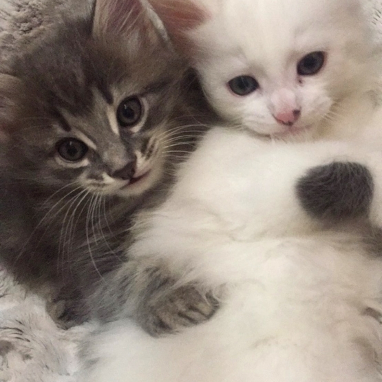 Image pour l'annonce Vends chatons type Mainecoon