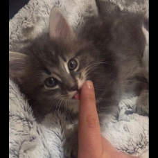 Image pour l'annonce Vends chatons type Mainecoon