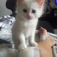Image pour l'annonce Vends chatons type Mainecoon