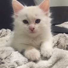 Image pour l'annonce Vends chatons type Mainecoon