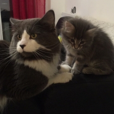 Image pour l'annonce Vends chatons type Mainecoon