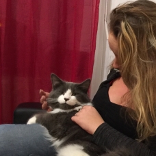 Image pour l'annonce Vends chatons type Mainecoon