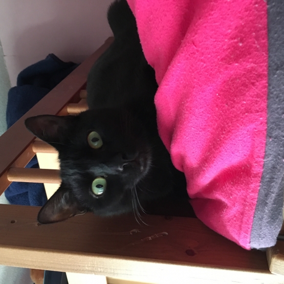 Image pour l'annonce Donne chatte de 11 mois