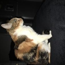 Image pour l'annonce Donne chatte