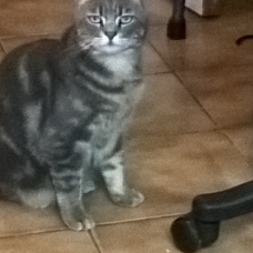 Image pour l'annonce adorable chatte à placer car prochain départ en maison de retraite
