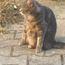 Image pour l'annonce adorable chatte à placer car prochain départ en maison de retraite