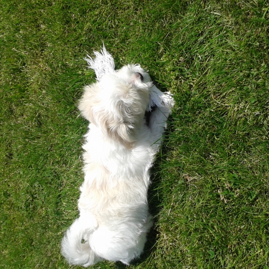 Image pour l'annonce vend chiot coton de tulear 2 mois