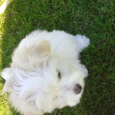 Image pour l'annonce vend chiot coton de tulear 2 mois