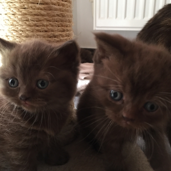 Image pour l'annonce Vends Chaton British Shorthair Chocolat