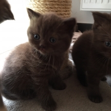 Image pour l'annonce Vends Chaton British Shorthair Chocolat