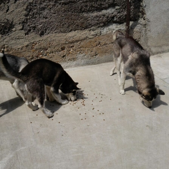 Image pour l'annonce Vends chiot husky sibérien