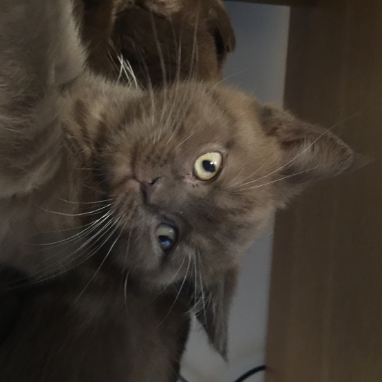 Image pour l'annonce Vends Chaton femelle British shorthair