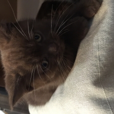 Image pour l'annonce Vends Chaton femelle British shorthair