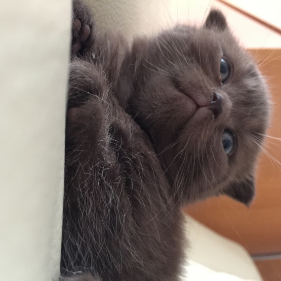Image pour l'annonce Vends adorable chaton mâle Scottish fold