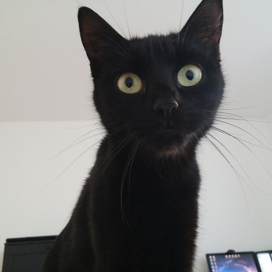 Image pour l'annonce Donne jeune chatte