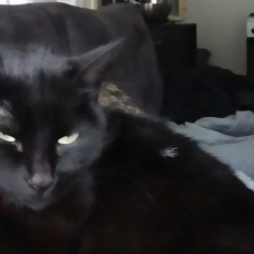 Image pour l'annonce Donne jeune chatte