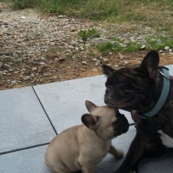 Image pour l'annonce bouledogue français LOF