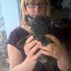 Image pour l'annonce bouledogue français LOF