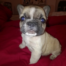 Image pour l'annonce bouledogue français LOF