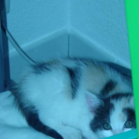 Image pour l'annonce Donne 1 chaton femelle 2 mois et demi et un chaton 6 mois