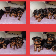 Image pour l'annonce A réserver chiot Yorkshire Terrier Femelle LOF