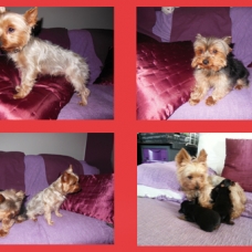 Image pour l'annonce A réserver chiot Yorkshire Terrier Femelle LOF
