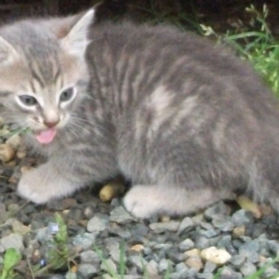 Image pour l'annonce DONNE CHATONS JUSTE SEVRES