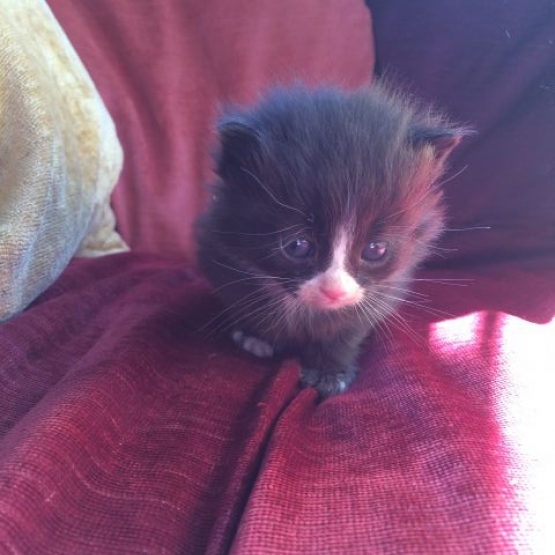 Image pour l'annonce donne chaton