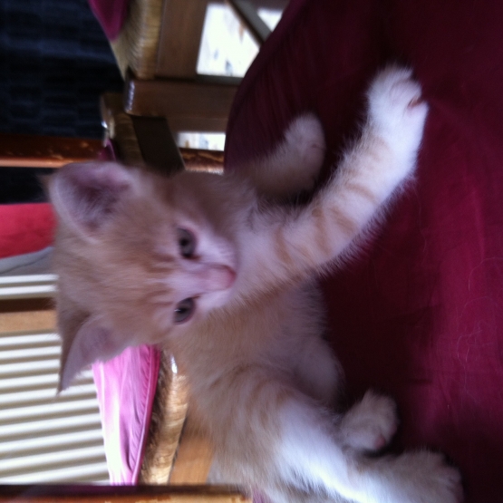 Image pour l'annonce Donne chatons