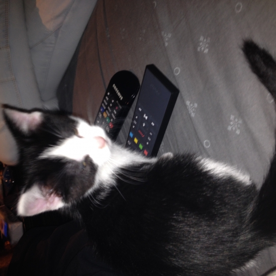 Image pour l'annonce Chaton Foufou