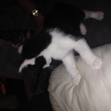 Image pour l'annonce Chaton Foufou