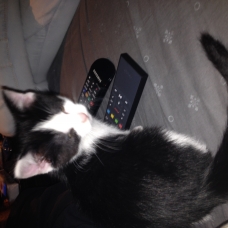 Image pour l'annonce Chaton Foufou