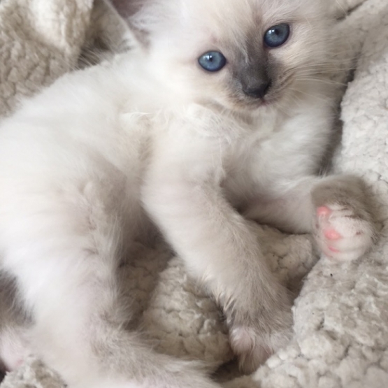 Image pour l'annonce Adorable Sacré de Birmanie